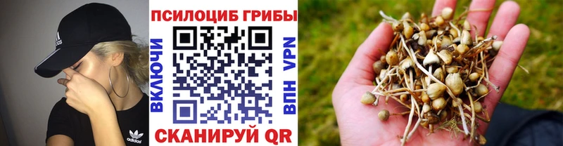 магазин наркотиков Звенигород площадка состав Галлюциногенные грибы Cubensis